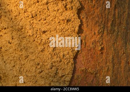 image shows termite on wood. Half of the image is filled with mud from the termite infestation and the other half is wood showing its not infested yet. Stock Photo