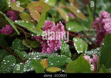 Japanspirea with waterdrops Stock Photo