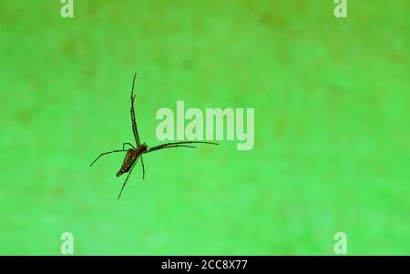 spider in focus on its blurred silky thread web waiting for its prey. Stock Photo