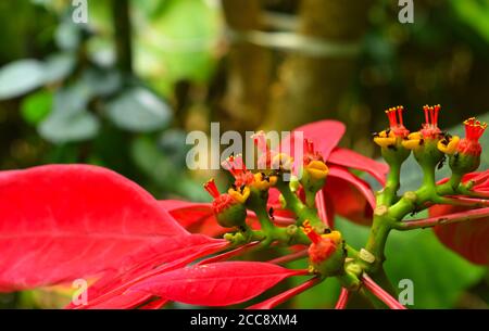 A wild tree is a tree that grows in the wild, meaning it was not  intentionally seeded or planted Stock Photo - Alamy