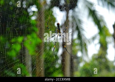 the colourful giant wood spider on its web. It is commonly found in primary and secondary forests and gardens. Stock Photo
