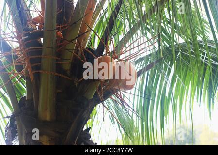 Fresh coconuts on the tree Stock Photo