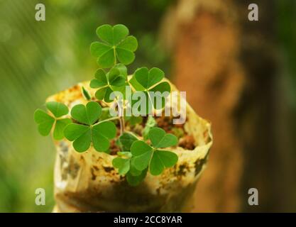 plant with three petal leaves on mossy surface. This wild plant has round leaves formed by three petals that have a heart shape individually. Stock Photo