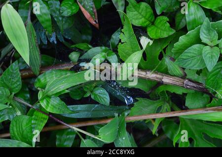dew drops on a spider web in the wild. The foliage is so thick that the ground is not visible. The spider is seen waiting for its prey. Stock Photo