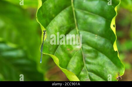small dragon fly perched on a leaf. The fly is so small that the wings are almost fully transparent. Stock Photo