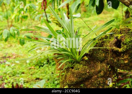 image shows a plant growing from the bark of another tree. Stock Photo