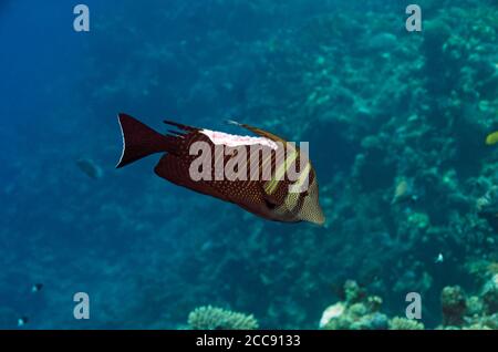 Indian sail-fin surgeonfish, Zebrasoma desjardinii, with bite mark, Marsa Alam, Red Sea, Egypt Stock Photo