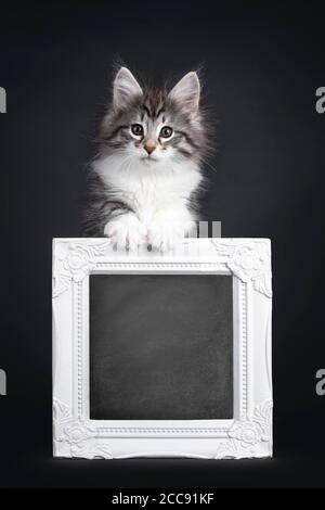 Adorable black silver tabby blotched Norwegian Forestcat kitten,standing behind with blackboard filles photo frame. Looking to camera with greenish ey Stock Photo