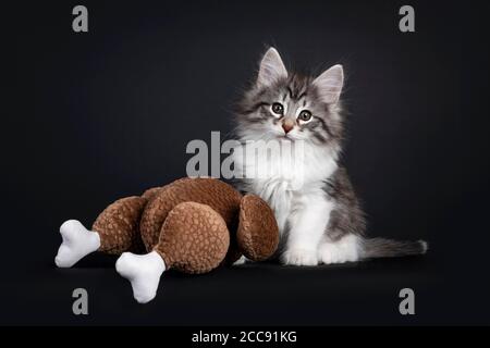 Adorable black silver tabby blotched Norwegian Forestcat kitten,sitting next to pluche brown roasted chicken. Looking to camera with greenish eyes. Is Stock Photo