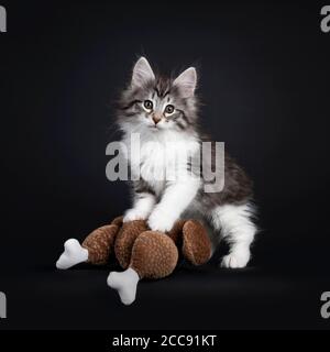 Adorable black silver tabby blotched Norwegian Forestcat kitten, standing with front paws on pluche brown roasted chicken. Looking to camera with gree Stock Photo