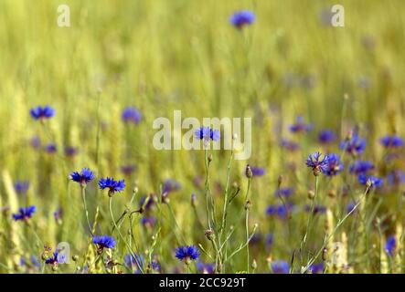 Blooming Cornflower (Centaurea cyanus) in between corn during early summer on a biological farm in Deventer Stock Photo