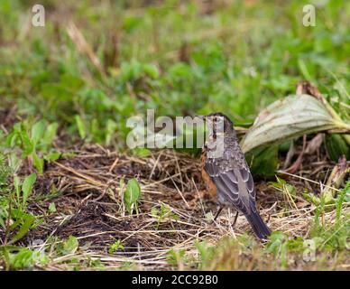 Juvenile American Robin (Turdus migratorius) foraging on the ground in Alaska, USA. Stock Photo