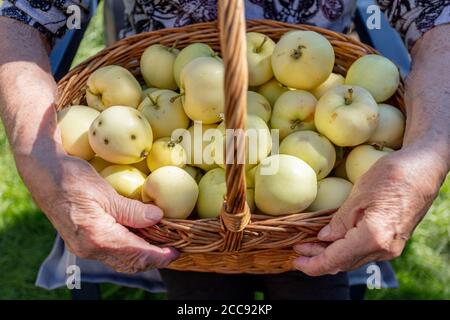 Cropped photo of old woman's hand with basket of apples, open air. Harvesting concept, natural product without pesticides. High quality photo Stock Photo