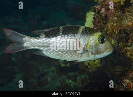 Humpnose big-eye bream, Monotaxis grandoculis, on reef in Bali Sea, Indonesia Stock Photo