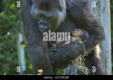 Nine-year-old Kala, a western lowland gorilla, with her 24-hour-old baby, which she gave birth to on Wednesday, August 19, in the Gorilla House at Bristol Zoo Gardens. Stock Photo