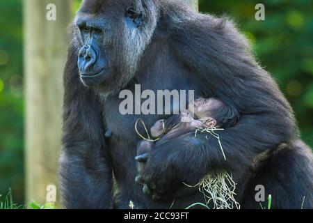 Nine-year-old Kala, a western lowland gorilla, with her 24-hour-old baby, which she gave birth to on Wednesday, August 19, in the Gorilla House at Bristol Zoo Gardens. Stock Photo