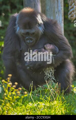 Nine-year-old Kala, a western lowland gorilla, with her 24-hour-old baby, which she gave birth to on Wednesday, August 19, in the Gorilla House at Bristol Zoo Gardens. Stock Photo