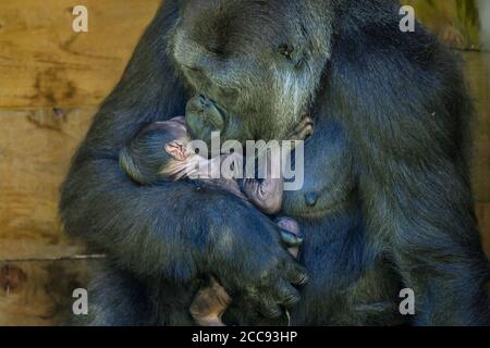 Nine-year-old Kala, a western lowland gorilla, with her 24-hour-old baby, which she gave birth to on Wednesday, August 19, in the Gorilla House at Bristol Zoo Gardens. Stock Photo