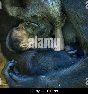 Nine-year-old Kala, a western lowland gorilla, with her 24-hour-old baby, which she gave birth to on Wednesday, August 19, in the Gorilla House at Bristol Zoo Gardens. Stock Photo