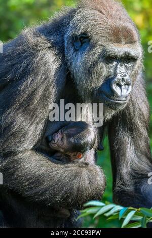 Nine-year-old Kala, a western lowland gorilla, with her 24-hour-old baby, which she gave birth to on Wednesday, August 19, in the Gorilla House at Bristol Zoo Gardens. Stock Photo