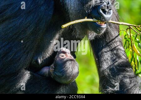 Nine-year-old Kala, a western lowland gorilla, with her 24-hour-old baby, which she gave birth to on Wednesday, August 19, in the Gorilla House at Bristol Zoo Gardens. Stock Photo