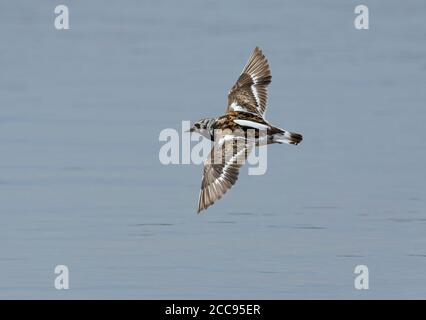 Ruddy Turnstone ,Arenaria interpres, adult, in flight, in summer breeding plumage, Morecambe Bay, Lancashire, UK Stock Photo