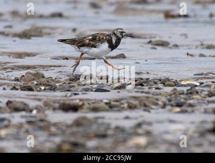 Ruddy Turnstone ,Arenaria interpres, running on beach, in summer breeding plumage, Morecambe Bay, Lancashire, UK Stock Photo