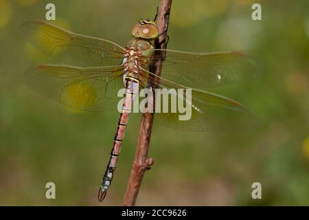 Teneral female Vagrant Emperor (Anax ephippiger) perched on a stick and ready for her first maiden flight in the Netherlands. Stock Photo