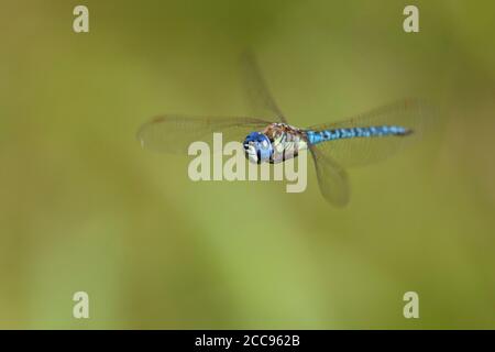 Adult male Southern Migrant Hawker (Aeshna affinis) in flight at the Gendse Polder, the Netherlands. Stock Photo