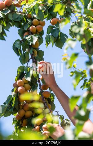 Larnage (south-eastern France). In an arboriculturist, planting and harvesting Bergeron apricots, the most cultivated in France, a late variety (late Stock Photo