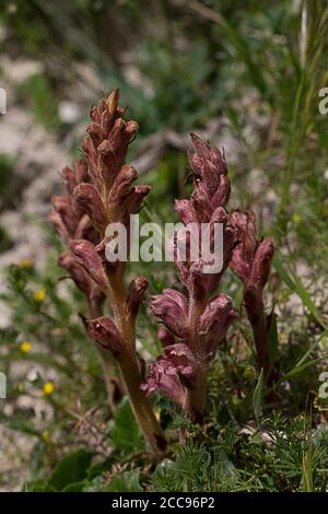 Thyme Broomrape, Orobanche alba Stock Photo