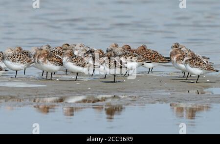 Sanderling (Calidris alba), group standing at the coast of the Waddensea, seen from the side. Birds are moulting to summer plumage. Stock Photo