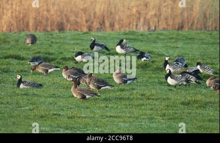 Preening immature Greater White-fronted Goose (Anser albifrons) in the center, showing orange bill like Greenland White-fronted Goose. Together with m Stock Photo