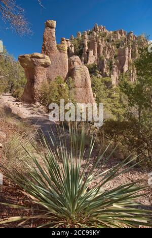 Common Sotol (Desert Spoon) plant and rock pinnacles at Hailstone Trail in Chiricahua National Monument, Arizona, USA Stock Photo