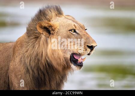 Lion portrait, Panthera leo, displays dangerous canine. South Luangwa Park, Zambia, Africa. Stock Photo