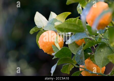 After a morning winter shower water droplets cling in the sunlight to juicy ripe mandarins (Citrus reticulata) on a backyard citrus tree in Sydney Stock Photo