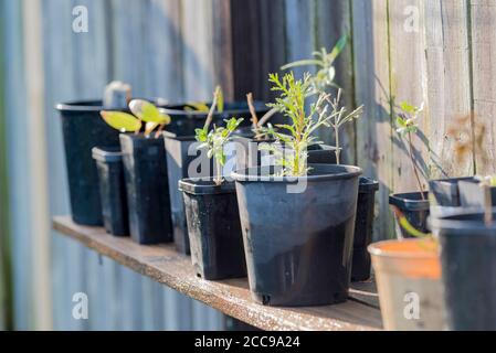 A simple potting and seedlings bench in the warm winter sun in a Sydney, Australian garden made from a used fence paling and two L brackets Stock Photo