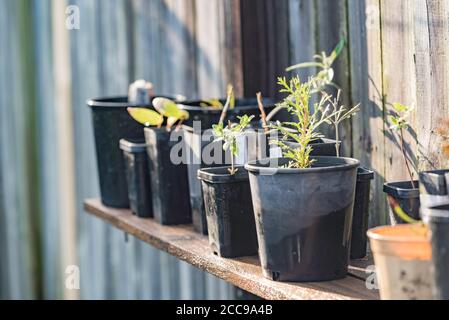 A simple potting and seedlings bench in the warm winter sun in a Sydney, Australian garden made from a used fence paling and two L brackets Stock Photo