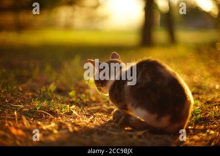 Grey kitty relax in sunny sunset garden. Stock Photo
