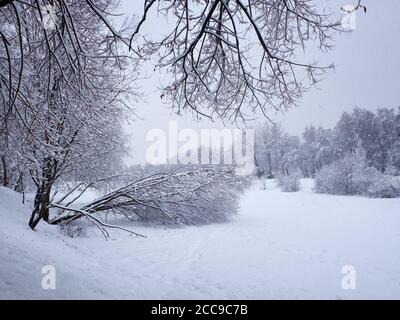 Stuck snow on the trees and broken fallen tree on the ground. Park in the snowy wintertime. Selective focus. Stock Photo