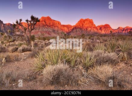 Banana yuccas, Joshua trees in front of Sandstone Bluff rocks  at sunrise in Red Rock Canyon area, in Mojave Desert near Las Vegas, Nevada, USA Stock Photo