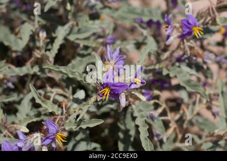 Purple blossoms, Silverleaf Nightshade, Solanum Elaeagnifolium, Solanaceae, invasive perennial, Joshua Tree City, Southern Mojave Desert, Springtime. Stock Photo