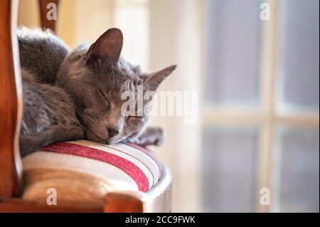 Purebred Russian Blue Cat Asleep on Chair in the Sun Stock Photo