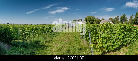 Small vinyard on the Dansih island Aaroe Stock Photo