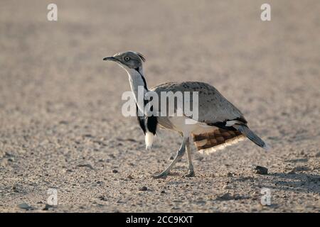 Macqueen's Bustard (Chlamydotis macqueenii) walking through desert near Dubai, UAE. Stock Photo