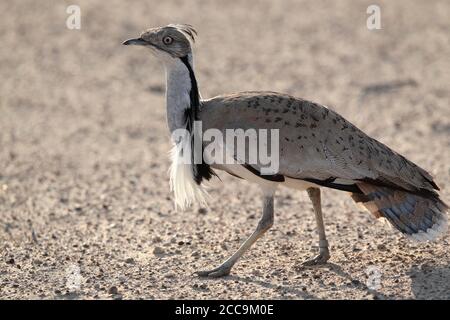Macqueen's Bustard (Chlamydotis macqueenii) walking through desert near Dubai, UAE. Stock Photo