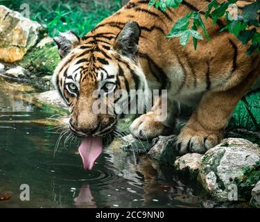 Tiger sticking his tongue out while drinking water from a pond Stock Photo