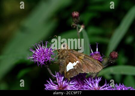 Silver-spotted skipper feeding on ironweed flower in bright afternoon sun. Stock Photo