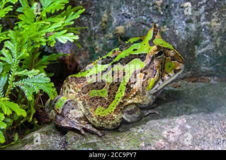 The Argentine horned frog (Ceratophrys ornata) is a species of frog in the family Ceratophryidae. The species is endemic to South America. Stock Photo