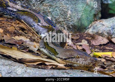 The reticulated python (Malayopython reticulatus) is a species of snake in the family Pythonidae. Stock Photo